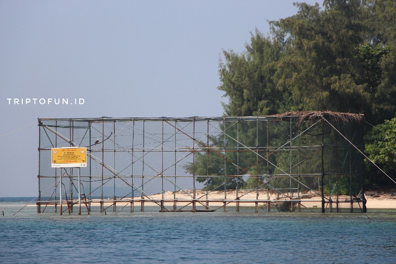 penangkaran elang di Taman nasional kepulauan seribu